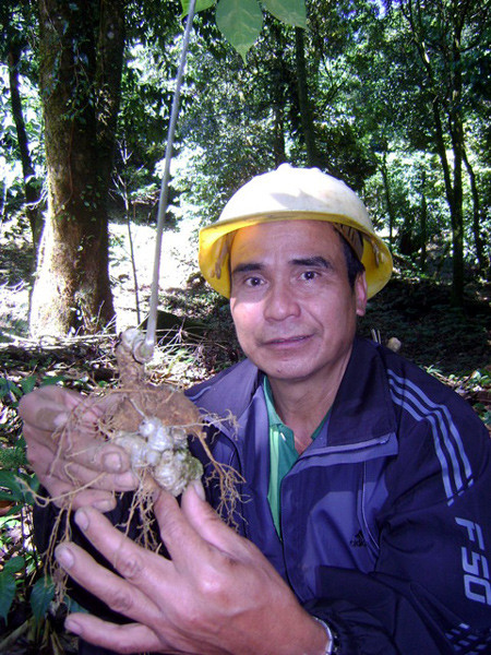 “Vua sâm” Hồ Văn Du bên gốc sâm 10 năm tuổi trong khu vườn sâm giữa đại ngàn Ngọc Linh