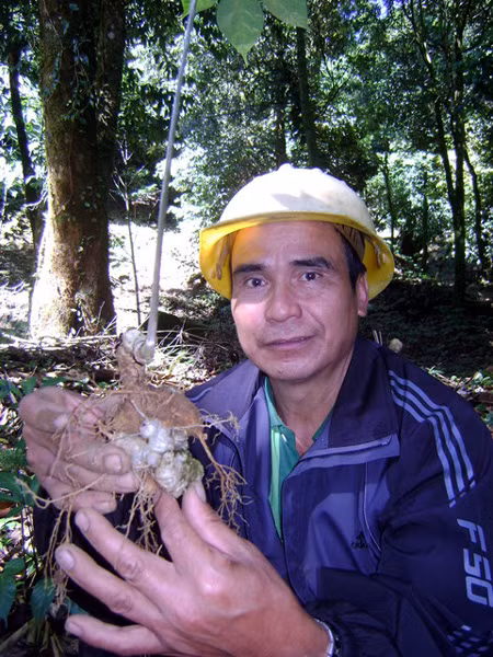 “Vua sâm” Hồ Văn Du bên gốc sâm 10 năm tuổi trong khu vườn sâm giữa đại ngàn Ngọc Linh