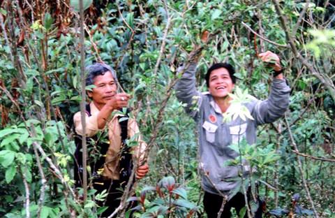Rừng sâm ba kích của “vua sâm” Bríu Pố (người bên trái) ở xã Lăng huyện biên giới Tây Giang, Quảng Nam.