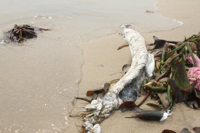 Cá chình biển đã thối rữa - Ảnh: Đoàn Cường