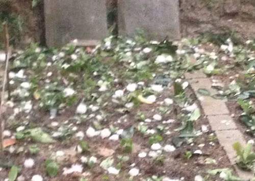 Mưa đá làm dập nát hoa màu. Ảnh: Đài Tuyên Quang.