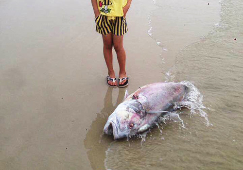 Một con cá vẩu trọng lượng lên đến 35 kg chết dạt vào bờ biển xã Lộc Vĩnh vào ngày 18/4. Ảnh:Lê Minh.