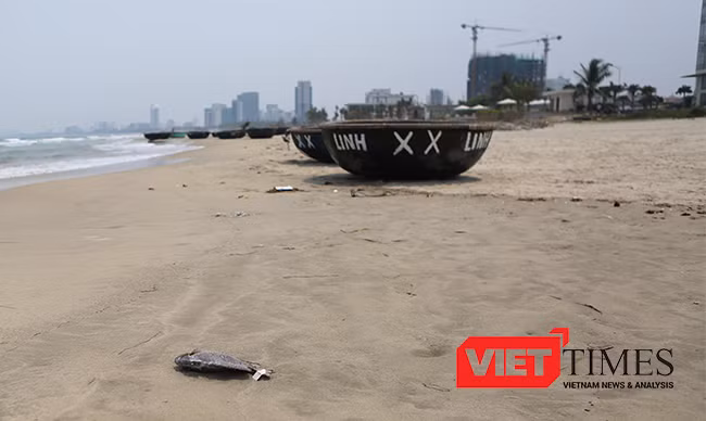 Một cá thể cá dìa biển nặng chừng 1kg chết dạt vào bờ