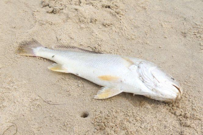 Có chết bị sóng đánh dạt lên bờ biển sáng 29-4 - Ảnh: Đoàn Cường