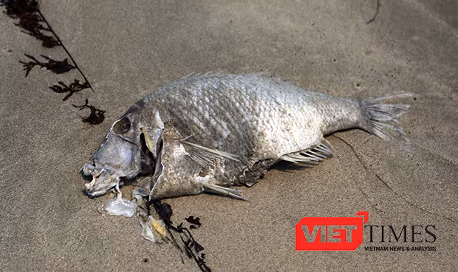 Một con cá hanh chừng 2-3kg chết trong tình trạng thối rửa dạt vào bờ biển Đà Nẵng
