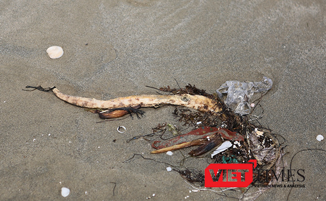 Cá chình biển chết dạt vào bờ