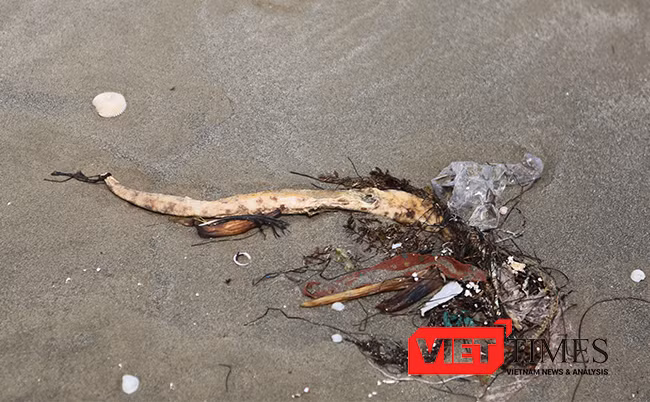 Cá chình biển chết dạt vào bờ