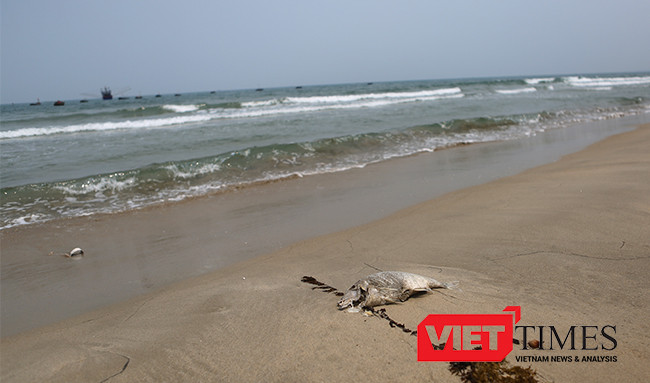 Đã xuất hiện cá chết dạt vào bờ biển Đà Nẵng