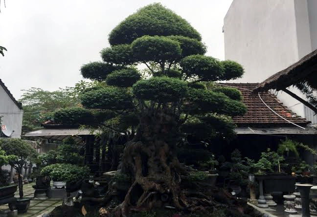 Cây mai chiếu thủy “siêu độc”.