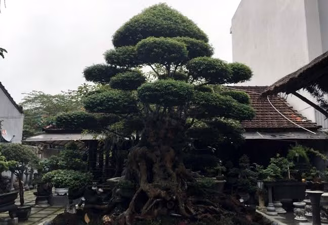 Cây mai chiếu thủy “siêu độc”. Cây mai chiếu thủy “siêu độc”.