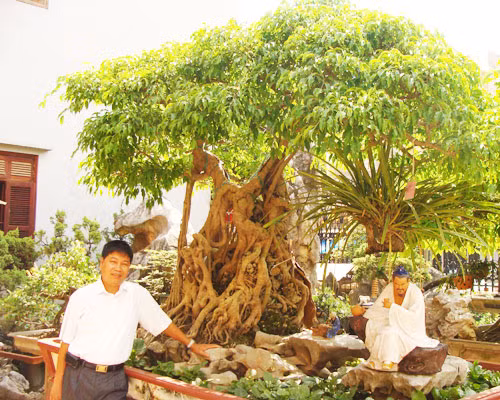 Toàn “đô la” bên cây sanh Ông Bụt giá hơn 20 tỷ đồng.