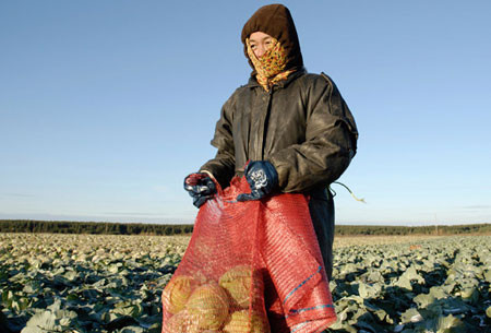 Nông dân Trung Quốc đang thu hoạch bắp cải tại một nông trang tập thể đã bị phá sản ở tỉnh Sverdlovsk (Reuters) Nông dân Trung Quốc đang thu hoạch bắp cải tại một nông trang tập thể đã bị phá sản ở tỉnh Sverdlovsk (Reuters)