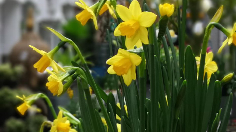 Trên tay Huawei P20 Pro: “Triệu phú pixel” mới với cụm 3 camera ảnh 13