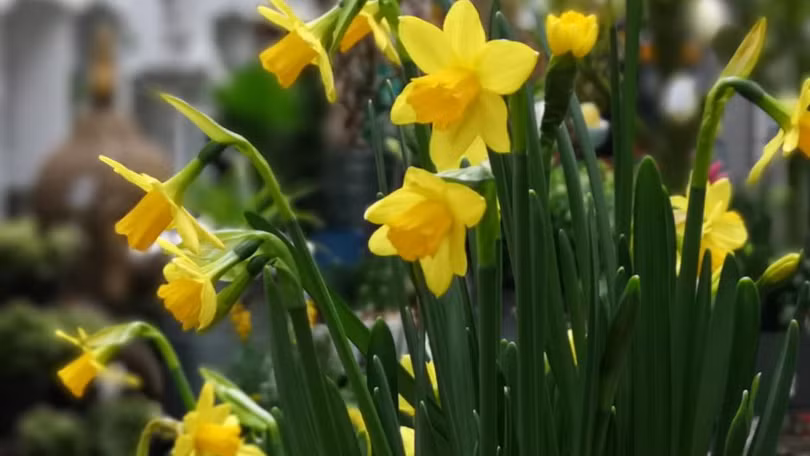 Trên tay Huawei P20 Pro: “Triệu phú pixel” mới với cụm 3 camera ảnh 13