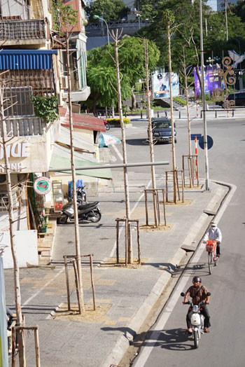 Hàng cây mỡ được trồng hồi tháng 3trong dự án thay thế cây xanh của Hà Nội. Ảnh:Giang Huy.