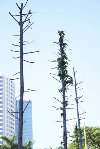 Cây trồng thay thế trên phố Nguyễn Chí Thanh được xác định là mỡ chứ không phải vàng tâm như thông tin các đơn vị tài trợ đưa ra. Ảnh:Giang Huy.