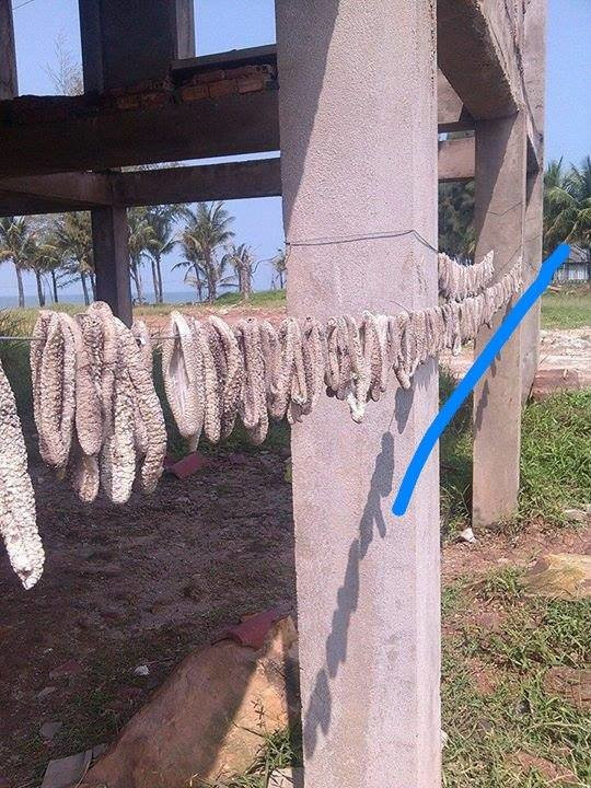 Hải sâm được người dân vớt và phơi ở Phú Quốc