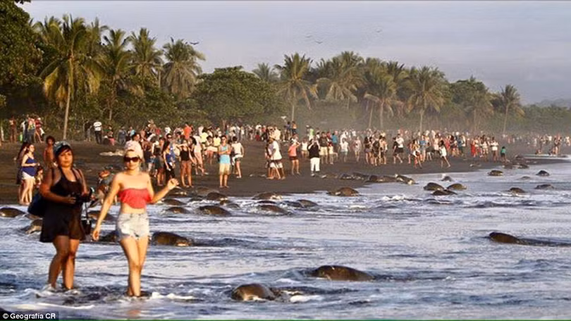 Hàng ngàn du khách và dân địa phương đổ ra biển chặn đường lũ rùa biển