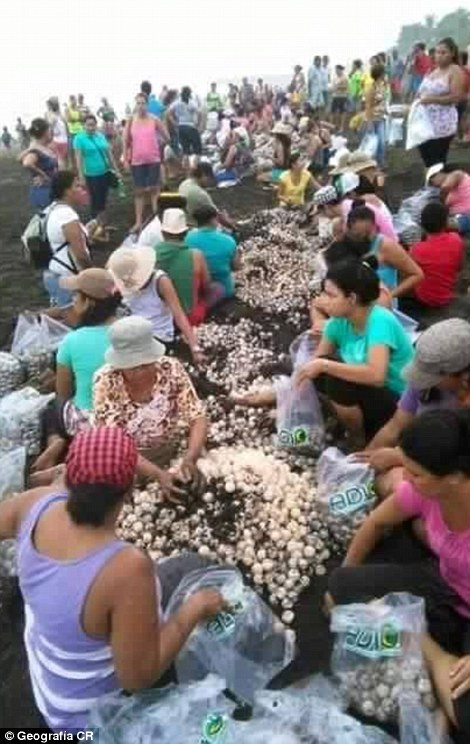 Đây là nơi duy nhất trên thế giới cho phép thu hoạch và bán trứng rùa hợp pháp, theo giới chức Costa Rica.