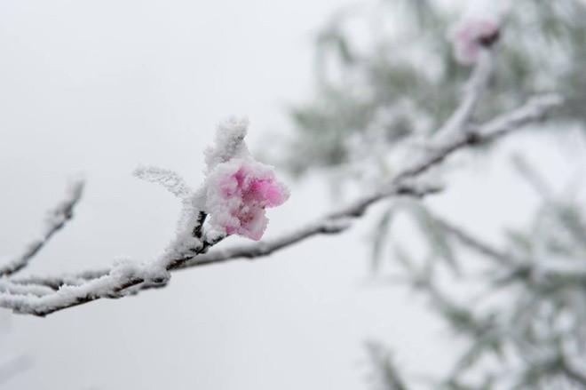 Miền Bắc có hơn 20 địa điểm xuất hiện băng tuyết 