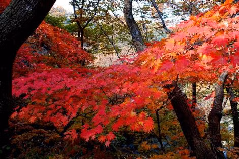 Bắc Triều Tiên, mùa lá đỏ