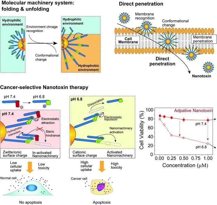 Máy nano "nanomachine", do nhóm nghiên cứu chung KIST-UNIST phát triển, thâm nhập và tiêu diệt tế bào ung thư có chọn lọc bằng cơ chế hoạt động. Ảnh: Viện Khoa học và Công nghệ Hàn Quốc (KIST) Máy nano "nanomachine", do nhóm nghiên cứu chung KIST-UNIST phát triển, thâm nhập và tiêu diệt tế bào ung thư có chọn lọc bằng cơ chế hoạt động. Ảnh: Viện Khoa học và Công nghệ Hàn Quốc (KIST)
