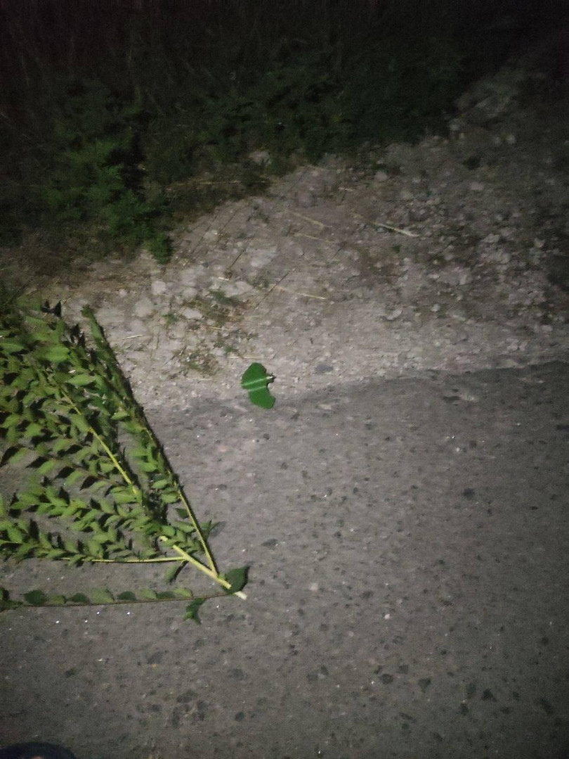 Mìn lá sát thương bộ binh Petal trên địa phận vùng Donetsk. Ảnh Novorossia.