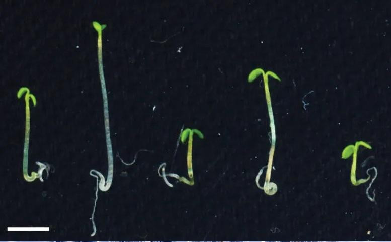 Làm thay đổi mức độ của các protein CRY2 và UBP12 và UBP13 trong cây Arabidopsis thaliana ảnh hưởng đến sự tăng trưởng. Cây đầu tiên từ bên trái phát triển bình thường. Cây thứ hai thiếu CRY2 và phát triển quá dài. Cây thứ ba thiếu UBP12 và UBP13 phát triển ngắn hơn. Cây thứ tư có mức UBP12 và UBP13 cao, cây thứ năm có mức CRY2 cao. Ảnh: Phòng thí nghiệm Pedmale / CSHL, 2022 Làm thay đổi mức độ của các protein CRY2 và UBP12 và UBP13 trong cây Arabidopsis thaliana ảnh hưởng đến sự tăng trưởng. Cây đầu tiên từ bên trái phát triển bình thường. Cây thứ hai thiếu CRY2 và phát triển quá dài. Cây thứ ba thiếu UBP12 và UBP13 phát triển ngắn hơn. Cây thứ tư có mức UBP12 và UBP13 cao, cây thứ năm có mức CRY2 cao. Ảnh: Phòng thí nghiệm Pedmale / CSHL, 2022