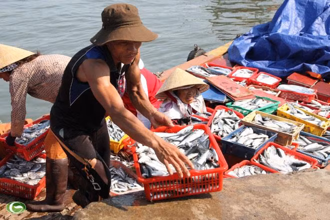 Người dân vẫn chưa rõ cá 4 tỉnh miền Trung sau sự cố môi trường Formosa đã ăn được hay chưa