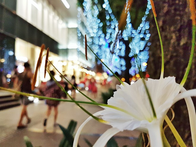 Đây là thời điểm các con phố được thay lớp áo mới, nhờ những sắc màu rực rỡ đến từ nhiều ánh đèn trang trí khác nhau. Vì lẽ đó, khẩu độ f/1.7 của Galaxy S7 edge sẽ phát huy lợi thế thông qua những bức ảnh chụp bokeh ấn tượng.