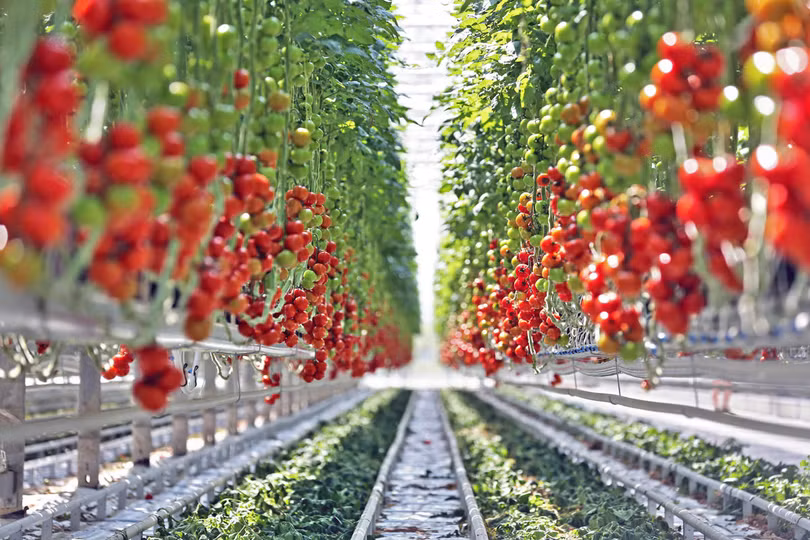  Tại Lâm Đồng năng suất cà chua trung bình hiện nay là 45 tấn/ha, khi ứng dụng CNTT vào một số khâu như như tưới nhỏ giọt, giá thể… năng suất đã lên tới 200 tấn.