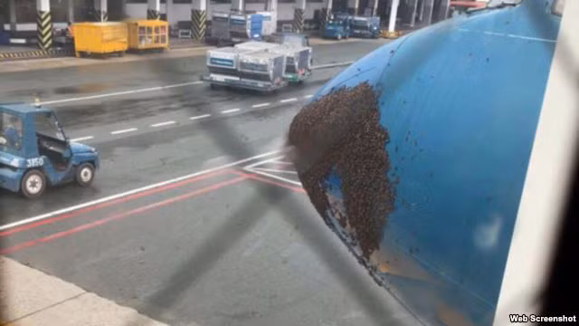 Hàng ngàn con ong bu đen đầu máy bay ở sân bay Tân Sơn Nhất 