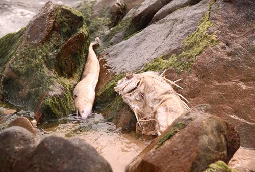 Cá chết hàng loạt ở miền Trung trong tháng 4. Ảnh: Đ.H.