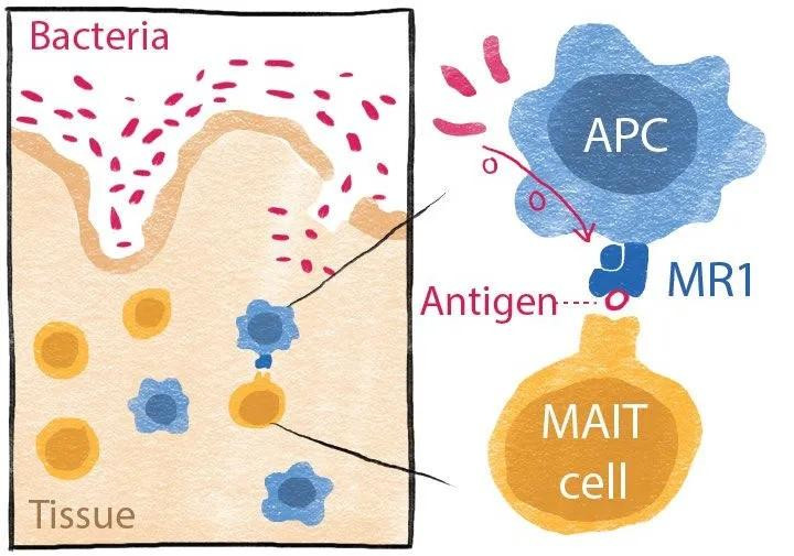 Hệ thống miễn dịch của con người cảm nhận được vi khuẩn khi các tế bào trang bị protein gọi là 'MR1' bắt giữ các phân tử nhỏ (kháng nguyên) và cung cấp cho các tế bào miễn dịch mạnh mẽ, được gọi là "tế bào MAIT". Ảnh: Viện Peter Doherty về Nhiễm trùng và Miễn dịch.
