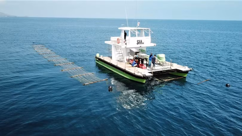 Nguyên mẫu Sea Combine của Sea6 Energy hoạt động trên một trang trại trồng rong biển ngoài khơi Indonesia. Ảnh CNN