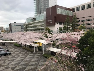 Hàng anh đào nở hoa trước cổng trường trung học