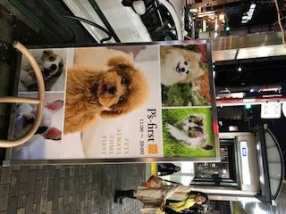 Thú cảnh được ưu tiên