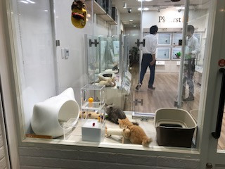 Mèo cảnh phổ biến hơn chó cảnh vì chi phí nuôi thấp hơn