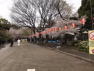 Hoa anh đào trong công viên Ueno - một địa điểm nổi tiếng nhất để ngắm hoa anh đào nở