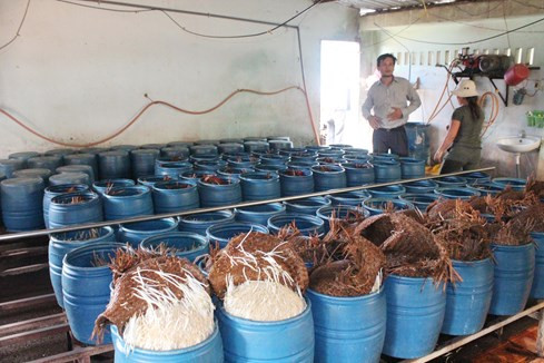 Lạnh xương sống với chiêu làm giá đỗ 'siêu tốc' bằng hóa chất Trung Quốc ảnh 4 Ớn lạnh làm giá đỗ 'siêu tốc' bằng hóa chất Trung Quốc - ảnh 4