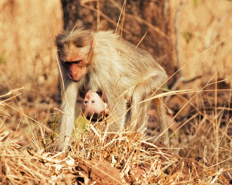Chùm ảnh cảm động về tình mẫu tử của muôn thú tự nhiên ảnh 28