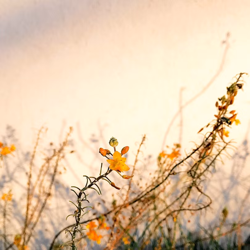 Bức ảnh đoạt giải nhất thể loại Hoa của Alison Helena. Ảnh: IPPAWARDS