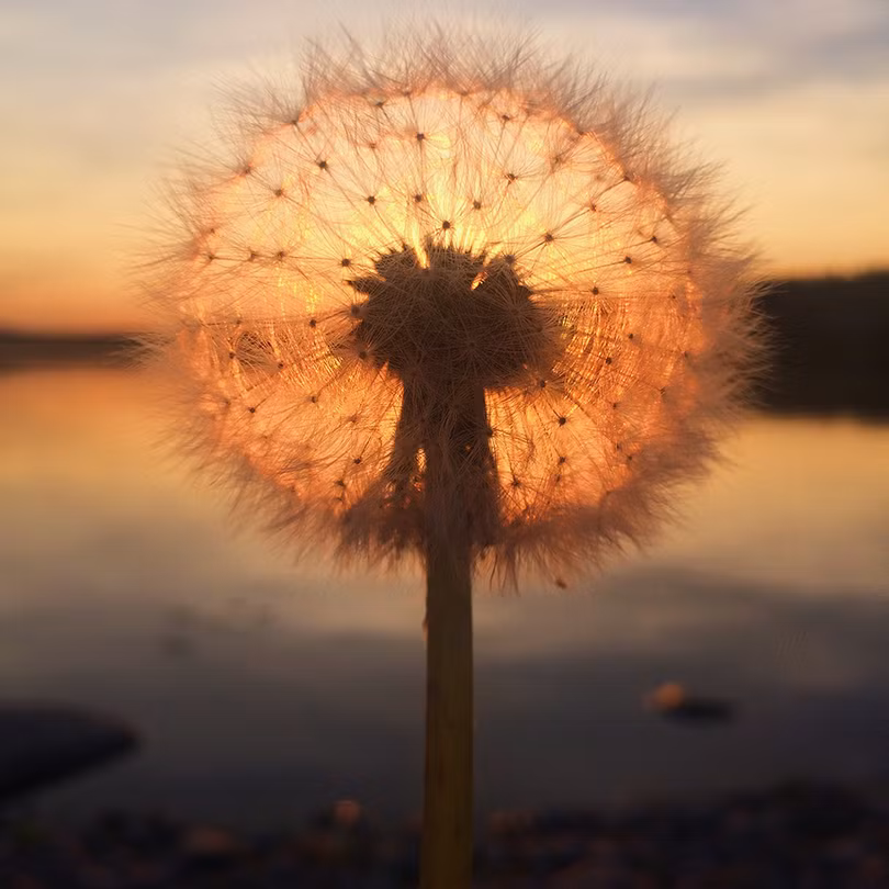 Bức ảnh đoạt giải nhất thể loại Hừng đông của Sara Korainen. Ảnh: IPPAWARDS