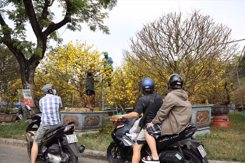 Tại vườn mai này cũng có hơn 10 gốc mai từ khoảng 50-80 năm tuổi với nhiều kiểu dáng khác nhau (Ảnh: Lao động)