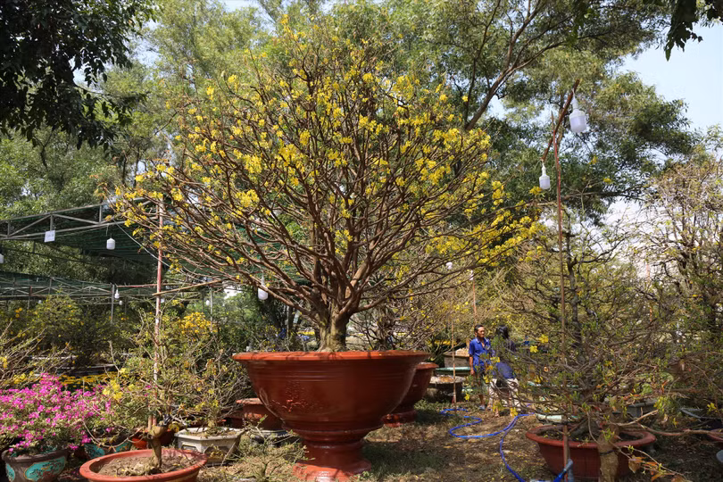 Cây mai cổ thụ 100 năm được chào bán 1,8 tỉ đồng (Ảnh: Lao động)