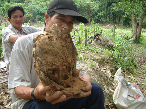 Bảy phu rừng trúng cả tạ kỳ nam, chia nhau trăm tỷ ảnh 2