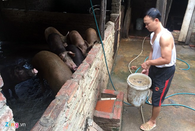 Chuồng lợn của gia đình Đỗ Văn Hiếu (Mễ Trì, quận Nam Từ Liêm, Hà Nội) được đặt trên đất dự án PVN Tower. Ảnh:Anh Tuấn.
