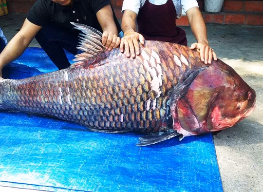 gồm cá hô đỏ nặng 130kg, dài 1,5m.