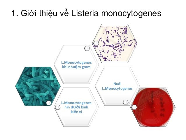 Táo Mỹ gây tử vong đã nhập khẩu vào Việt Nam ảnh 2