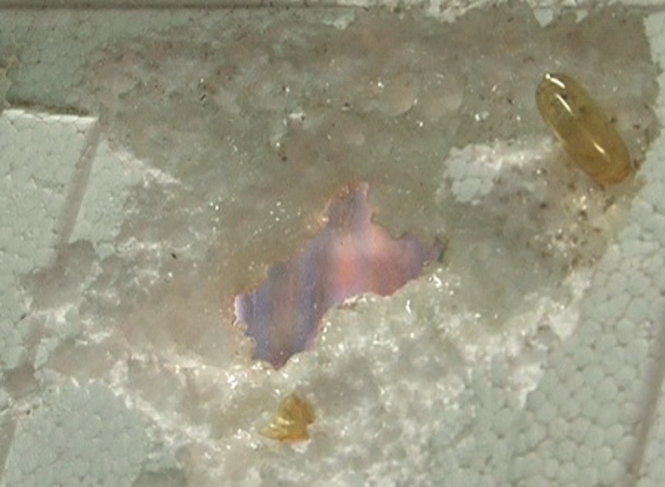 Sau 10 phút viên dầu cá Omega-3 đã “ăn” thủng miếng xốp - Ảnh: T.M Sau 10 phút viên dầu cá Omega-3 đã “ăn” thủng miếng xốp - Ảnh: T.M